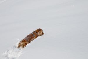 chiot tout en jouant sur la neige photo