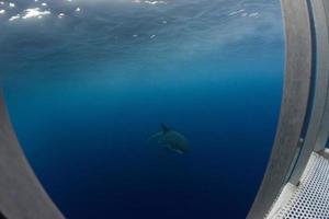 grand requin blanc prêt à attaquer photo