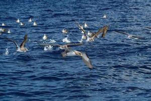 plus grand puffin oiseau calonectris diomédée dans Açores atlantique océan photo