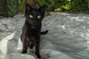 chat noir yeux jaunes sur la plage de sable photo