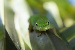 gecko de poussière d'or léchant une feuille photo