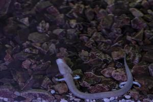 protée aveugle préhistorique rose salamandre dans la grotte l'eau photo