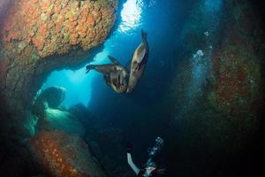 belle fille blonde jouant avec le lion de mer sous l'eau photo