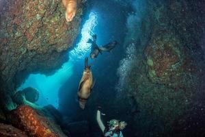 belle fille blonde jouant avec le lion de mer sous l'eau photo