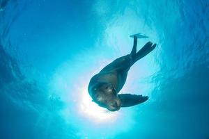 chiot lion de mer sous l'eau vous regarde photo