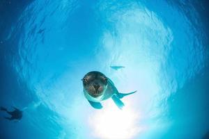 chiot lion de mer sous l'eau vous regarde photo