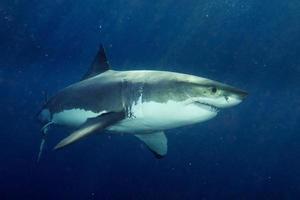 grand requin blanc prêt à attaquer photo