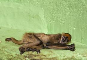 une singe tandis que en train de dormir sur le vert Contexte photo