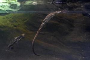 tegu crocodile lézard sous-marin avec une tortue photo