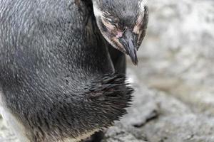 magellanique pingouin tandis que nettoyage plumes proche en haut portrait photo