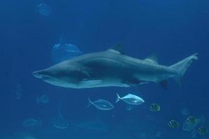 Détail des mâchoires de requin taureau prêt à attaquer photo