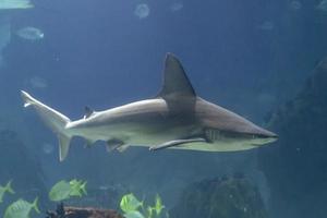 gris requin sous-marin nager à vous photo