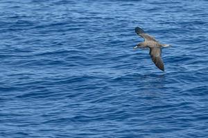 de cory puffin en volant sur méditerranéen mer vagues photo