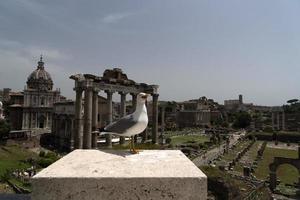 mouette dans les ruines de rome photo
