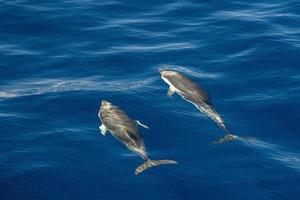 effet de déplacement sur le dauphin en sautant dans la mer d'un bleu profond photo