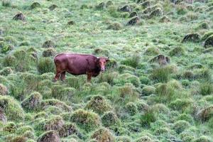 Açores pico île vache sur vert herbe Contexte photo