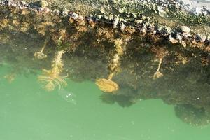 Spirographe sous l'eau dans les eaux vertes du port photo