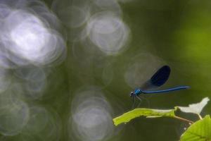 bleu libellule macro proche en haut photo