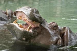 bouche ouverte hippopotame gros plan photo