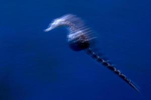 cheval de mer effet de mouvement sous l'eau technique de torsion panoramique photo