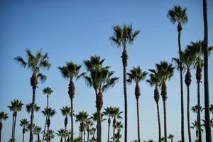 de nombreux grands palmiers avec un fond de ciel bleu