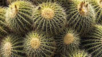 plantes de cactus rondes photo