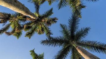 palmiers d'en bas photo