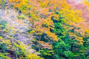 forêt sur une montagne en automne