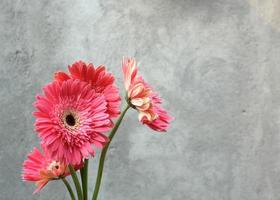 bouquet de fleurs de gerberra photo