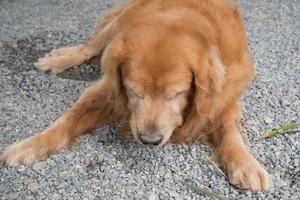 portrait de d'or retriever chien dormant. photo