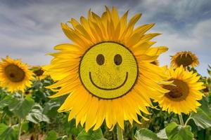 tournesol sur l'herbe verte et le ciel bleu photo