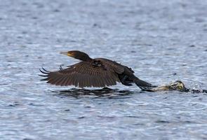 génial cormoran - phalacrocorax carbo - lourd prise de de le l'eau de petit rivière photo