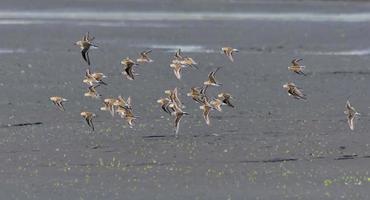 gros troupeau de peu relais - calidris minute - dans vol plus de Dénudé terre pendant l'automne migration photo