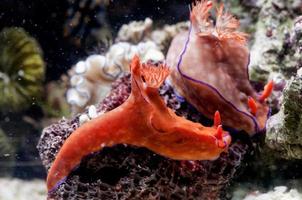 coloré nudibranches sous-marin photo