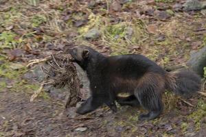 carcajou portrait tandis que chasse une oiseau photo