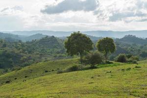 proche en haut de des arbres sur le Haut de le colline. vert collines et des arbres à aceh besar, Indonésie. photo