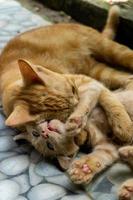 chaton blanc et orange. deux chats différents jouant et courant à l'extérieur. photo