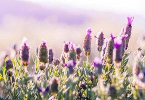 champ de fleurs violettes photo