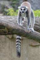 maki singe sur le arbre tronc photo