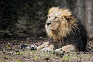 Masculin Lion fermer photo
