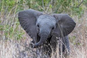 Jeune bébé africain l'éléphant dans le Kruger nationale parc, Sud Afrique photo