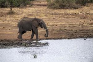 africain l'éléphant dans le Kruger nationale parc, Sud Afrique à le étang photo