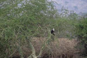 pygargue à tête blanche dans le parc kruger afrique du sud photo
