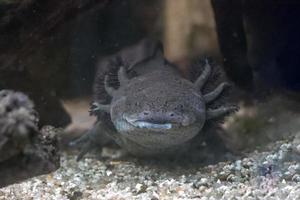 axolotl salamandre mexicaine portrait sous l'eau photo