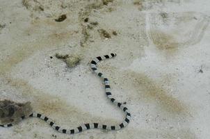 laticauda colubrina le serpent le plus venimeux du monde photo