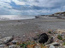 Gros sanglier sauvage sur la plage de la ville de Gênes Italie photo