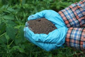 fermer jardinier mains détient Naturel compost sol dans jardin. concept, inspecter sol qualité à trouver le meilleur pour croissance les plantes. agriculture. photo