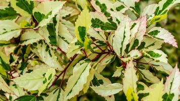 superbes belles feuilles vertes blanches en arrière-plan photo