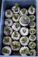succulentes de petits cactus