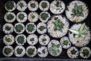 pots de plantes de cactus photo